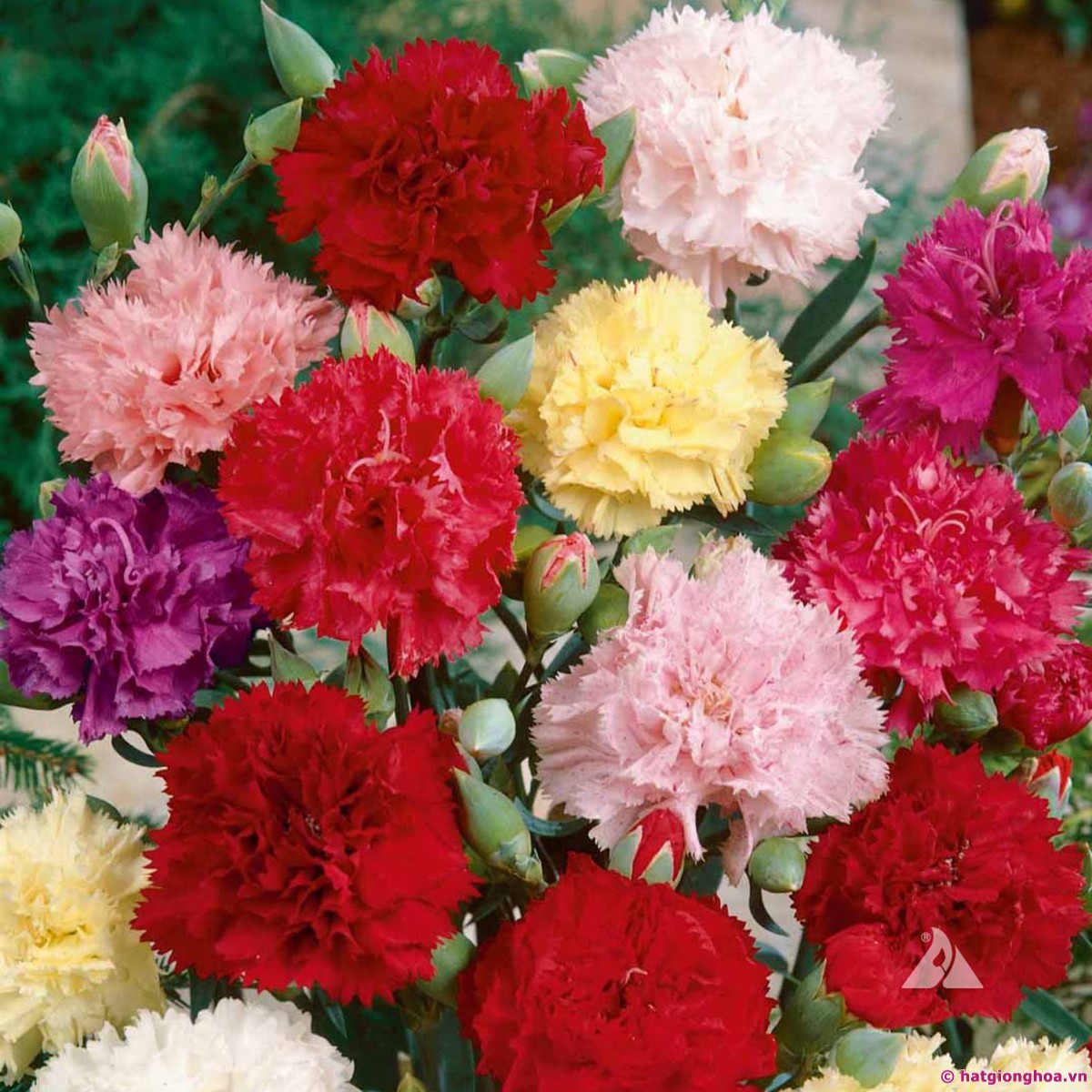 Bó hoa cẩm chướng - Bó hoa cẩm chướng là món quà tuyệt vời để tặng cho người mà bạn yêu thương. Được tạo thành từ những bông hoa đầy màu sắc, bó hoa cẩm chướng mang đến sự tươi tắn và lãng mạn. Hãy khám phá hình ảnh này để cảm nhận được sự thanh tao và đẹp đẽ của bó hoa này.