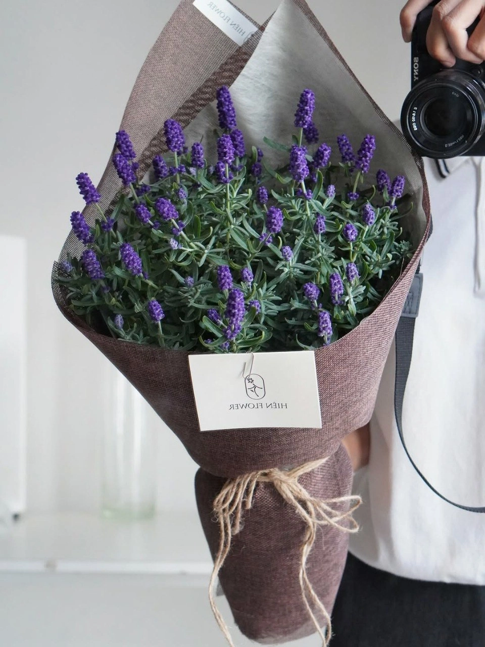 Lavender flowers