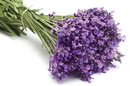 Ý nghĩa hoa oải hương - lavender